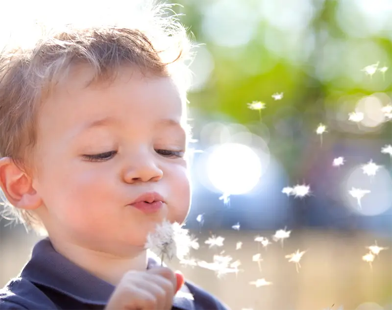 A boy blowing out a dandelion